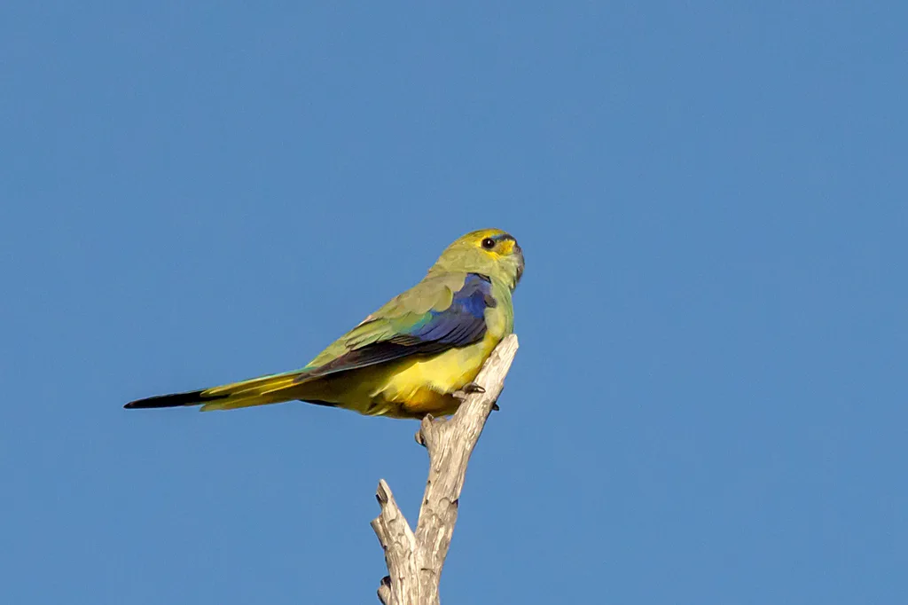 蓝翅鹦鹉(Neophema chrysostoma)