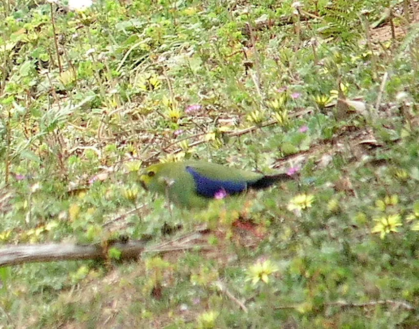 蓝翅鹦鹉(Neophema chrysostoma)