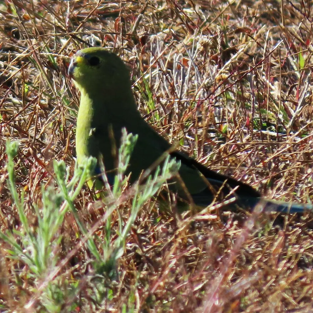 蓝眉鹦鹉(Neophema elegans)