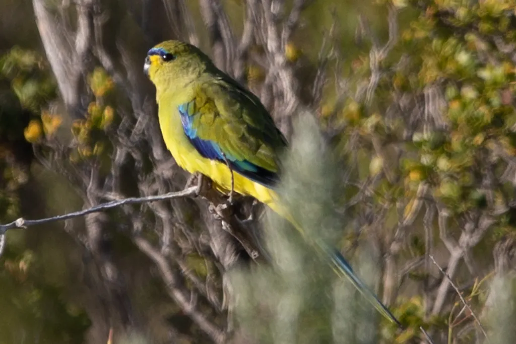 蓝眉鹦鹉(Neophema elegans)