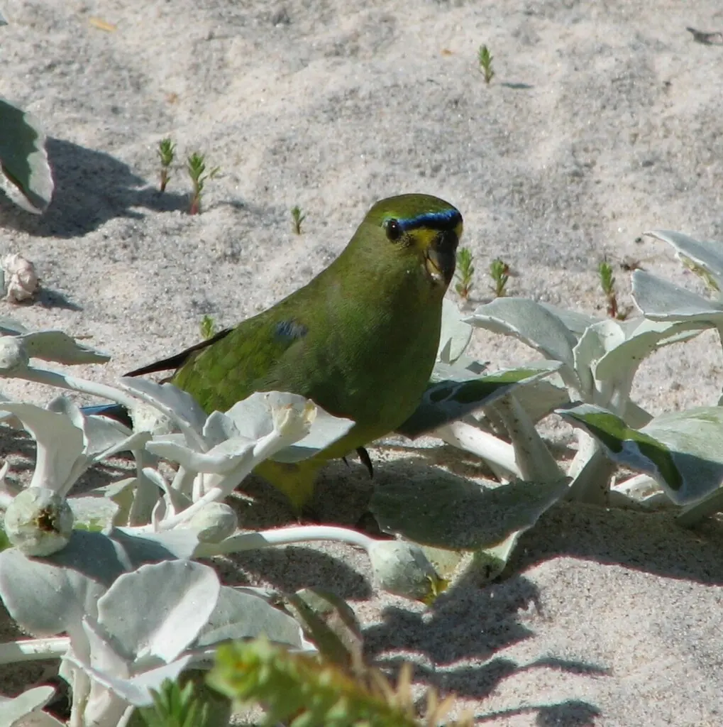 蓝眉鹦鹉(Neophema elegans)