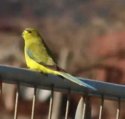 蓝眉鹦鹉(Neophema elegans)