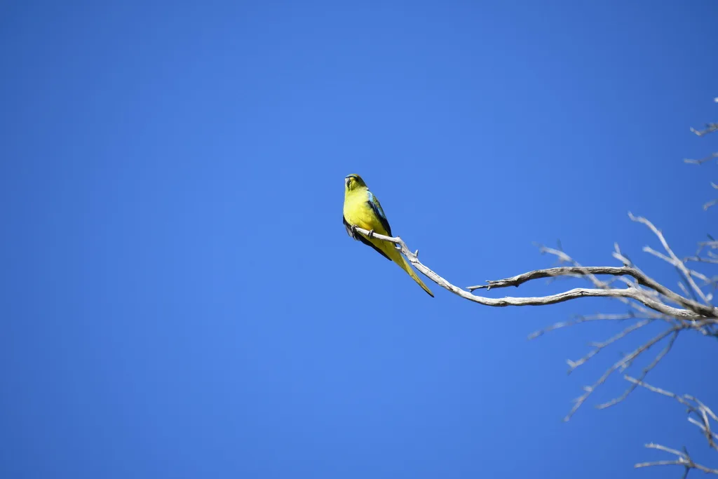 蓝眉鹦鹉(Neophema elegans)