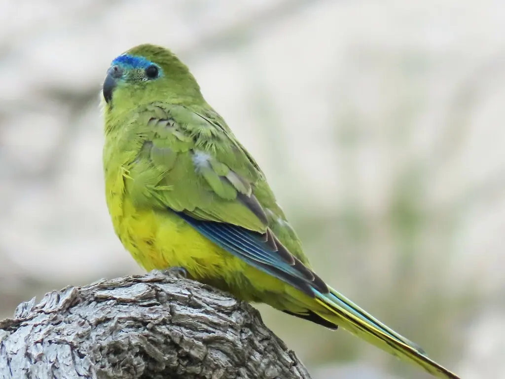 岩鹦鹉（Neophema petrophila）