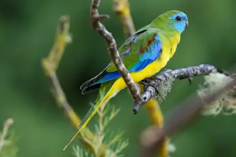 绿宝石鹦鹉