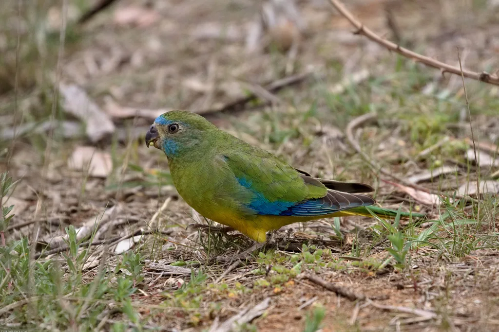 绿宝石鹦鹉(Neophema pulchella)