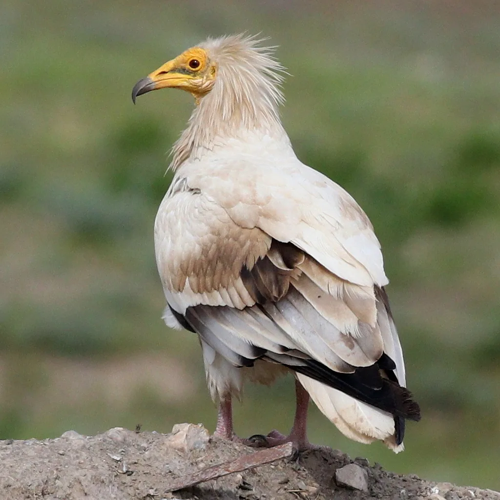 白兀鹫(Neophron percnopterus)