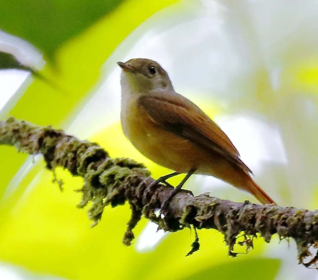 栗红霸鹟(Neopipo cinnamomea)