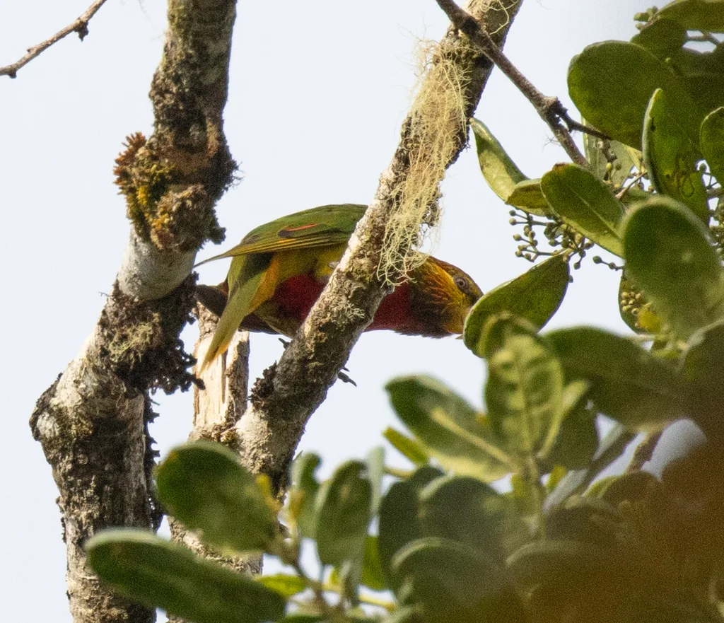 马氏鹦鹉(Neopsittacus musschenbroekii)