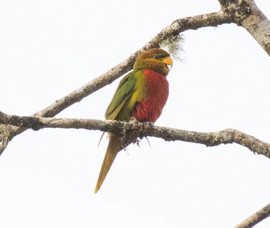 翠绿鹦鹉(Neopsittacus pullicauda)