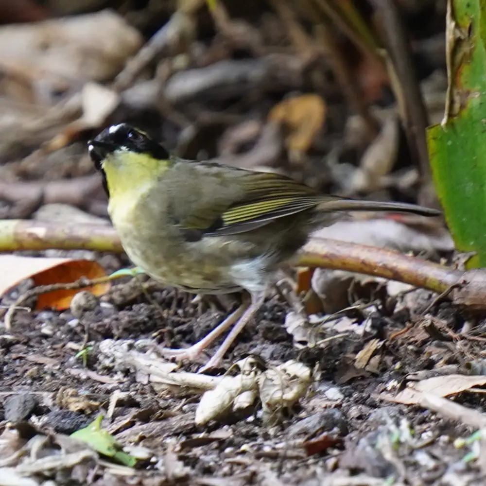 黄喉丝刺莺（Neosericornis citreogularis）