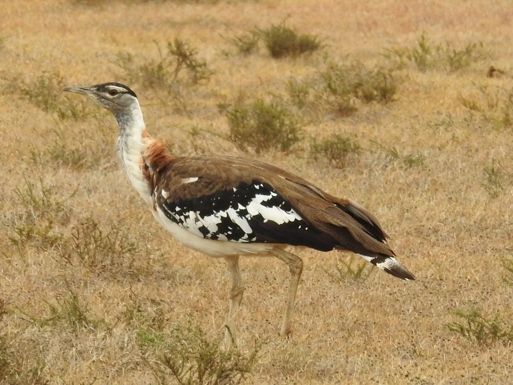 黑冠鸨(Neotis denhami)
