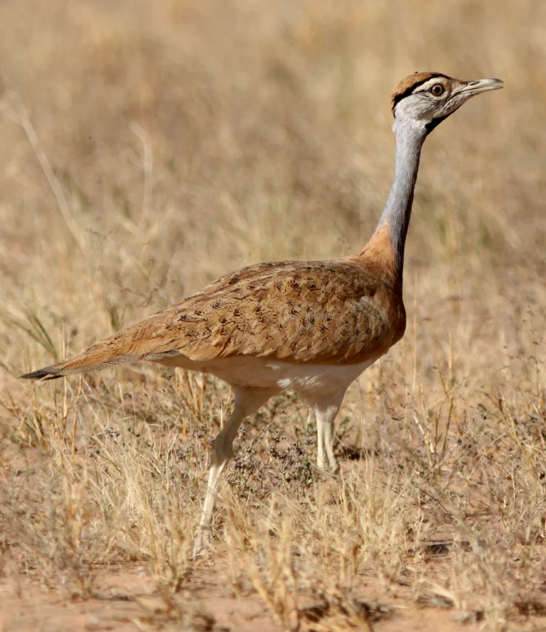 棕顶鸨(Neotis nuba)