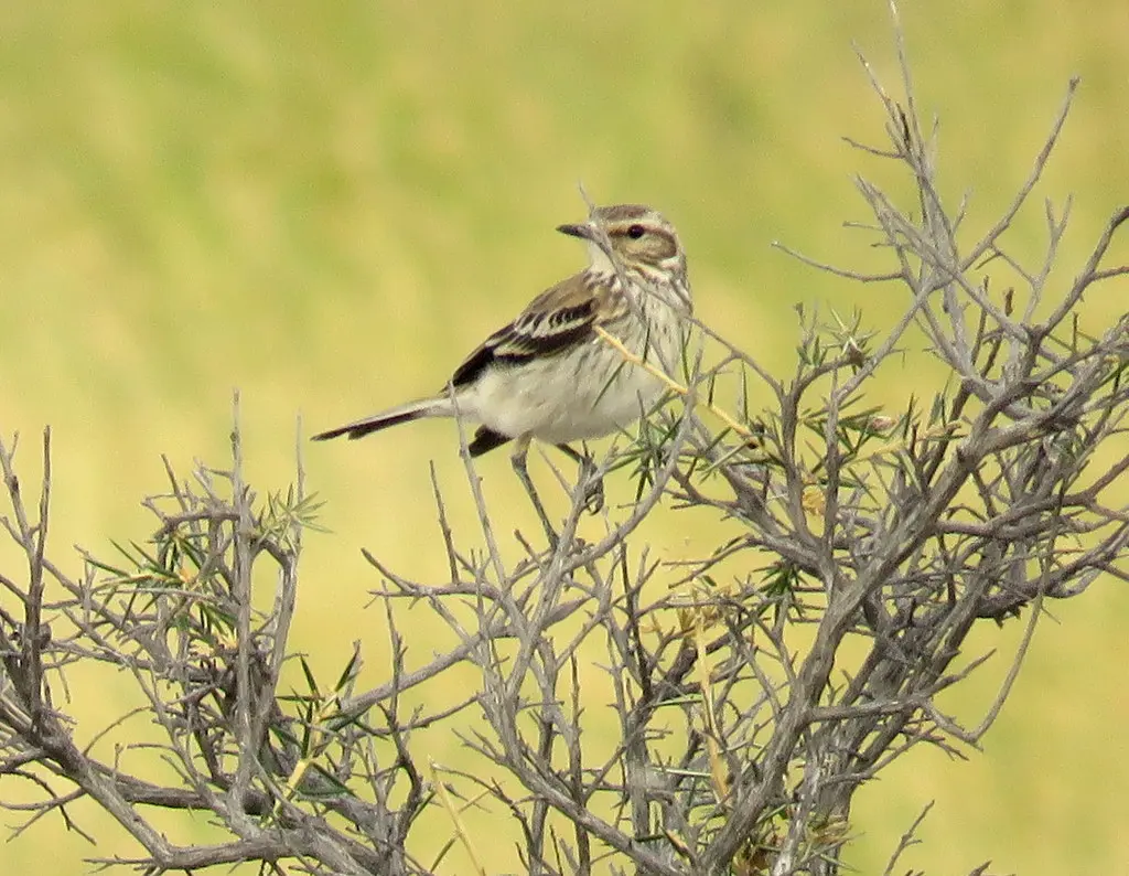 锈背蒙霸鹟(Neoxolmis rubetra)