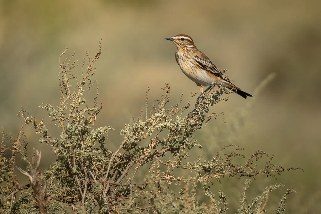 锈背蒙霸鹟(Neoxolmis rubetra)