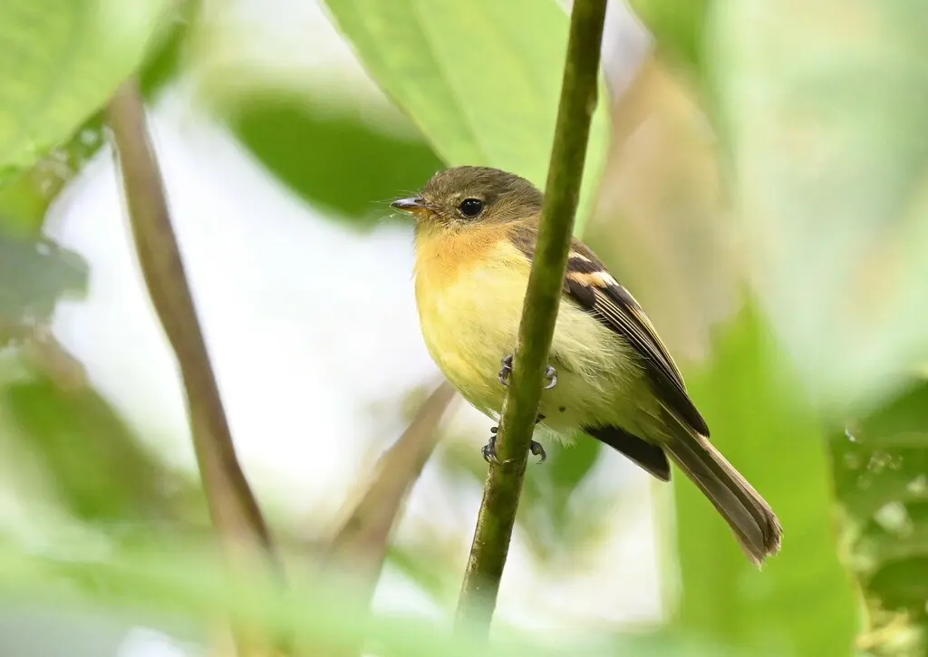 华丽斑翅霸鹟(Nephelomyias pulcher)