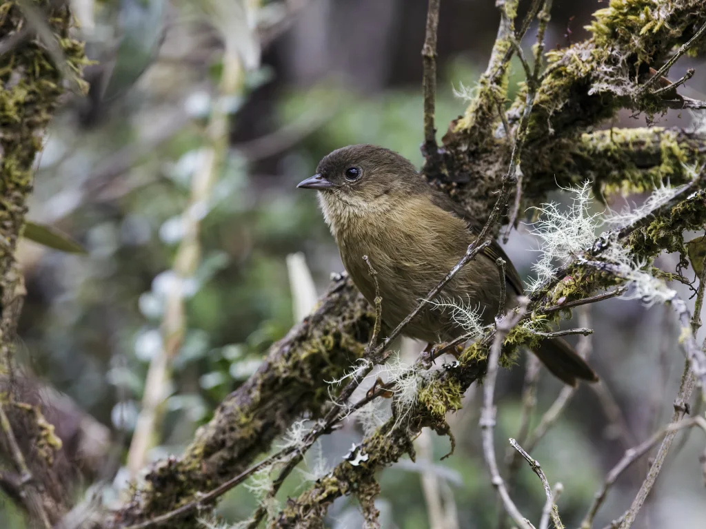 秘鲁森雀(Nephelornis oneilli)