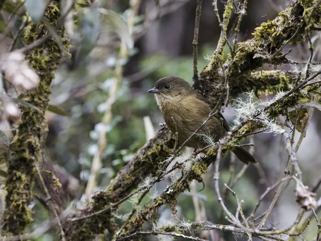 秘鲁森雀(Nephelornis oneilli)
