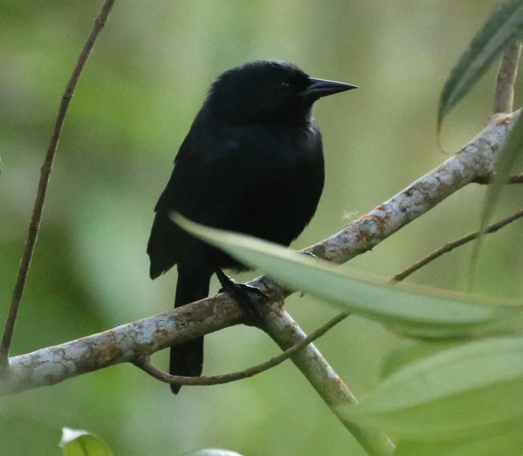 牙买加黑鹂(Nesopsar nigerrimus)