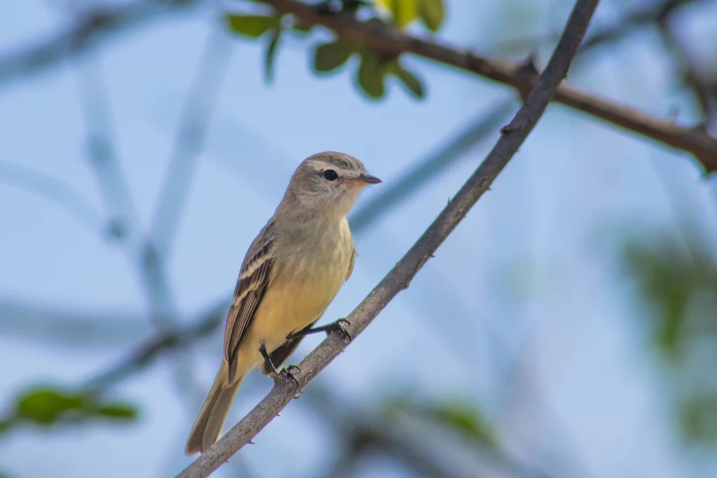 南灰色小霸鹟(Nesotriccus murinus)