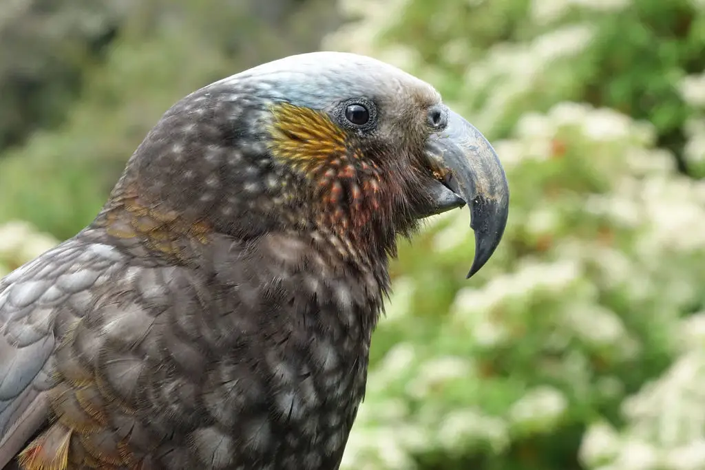 白顶啄羊鹦鹉(Nestor meridionalis)