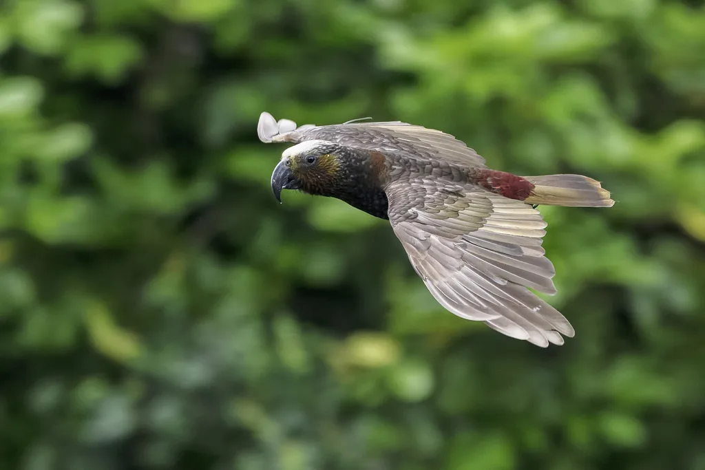白顶啄羊鹦鹉(Nestor meridionalis)