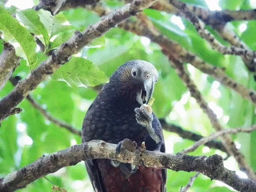 白顶啄羊鹦鹉(Nestor meridionalis)
