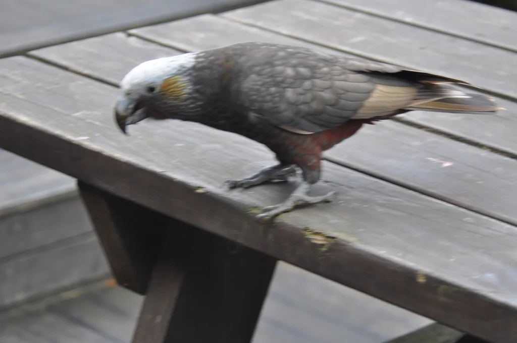 白顶啄羊鹦鹉(Nestor meridionalis)