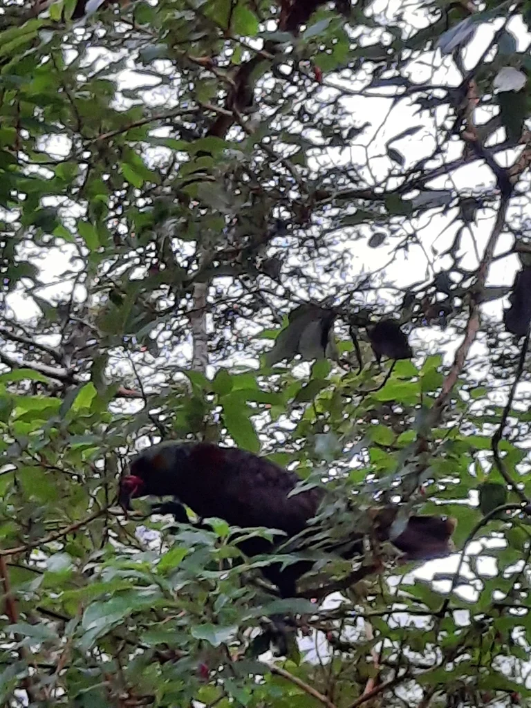 白顶啄羊鹦鹉(Nestor meridionalis)