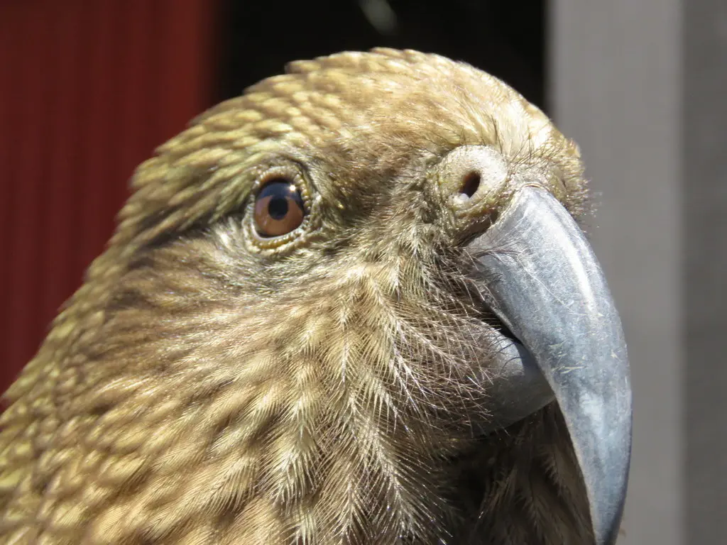 啄羊鹦鹉(Nestor notabilis)