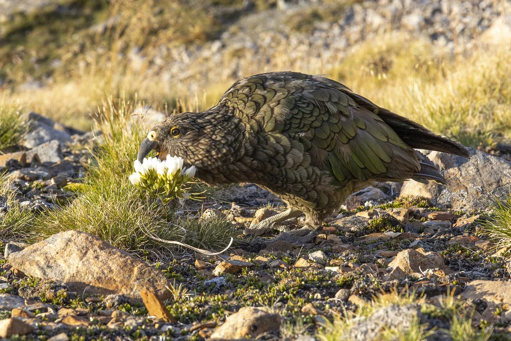 啄羊鹦鹉(Nestor notabilis)