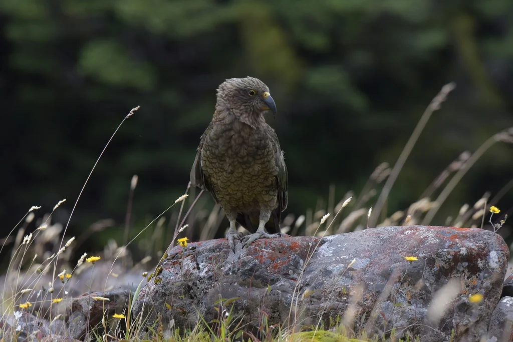 啄羊鹦鹉(Nestor notabilis)