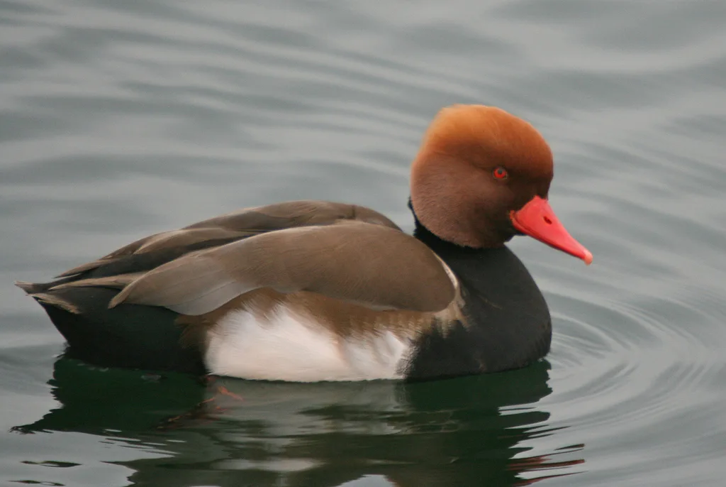 赤嘴潜鸭(Netta rufina)