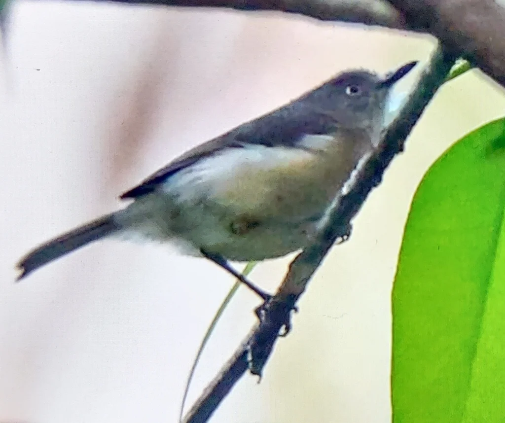 棕尾牛顿莺(Newtonia brunneicauda)