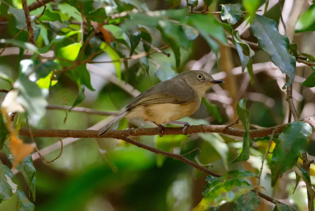 棕尾牛顿莺(Newtonia brunneicauda)