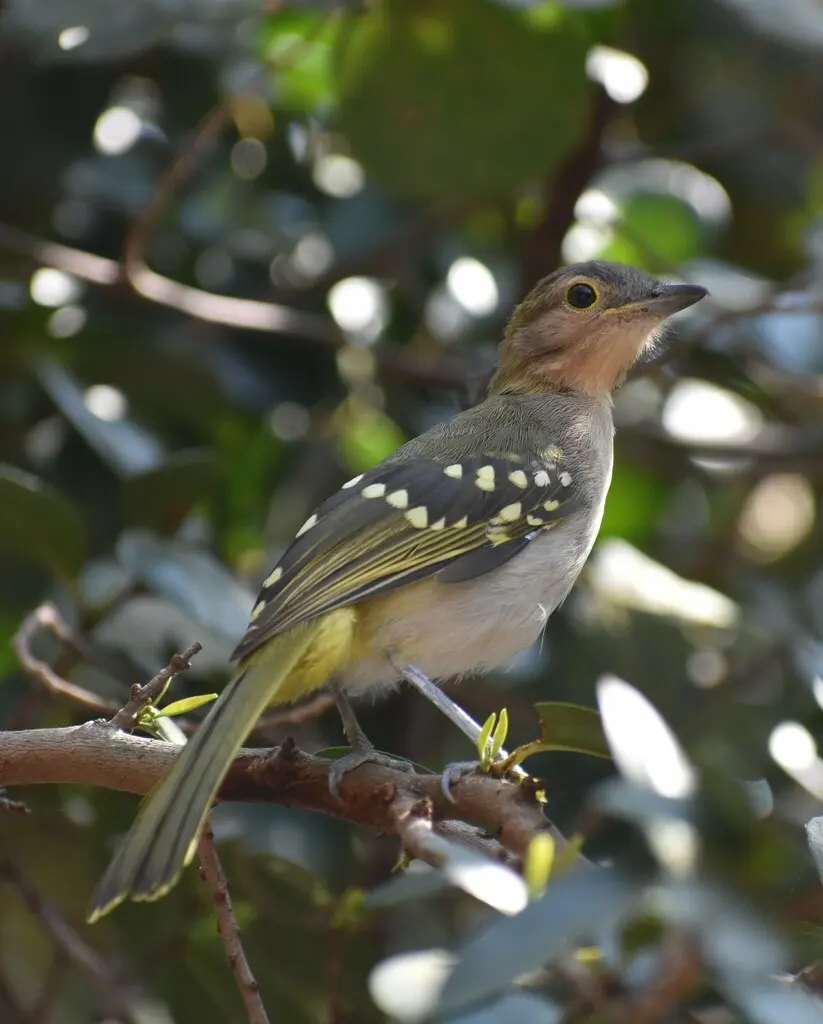 东非斗鹎(Nicator gularis)