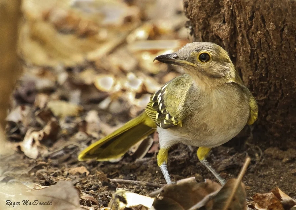 东非斗鹎(Nicator gularis)