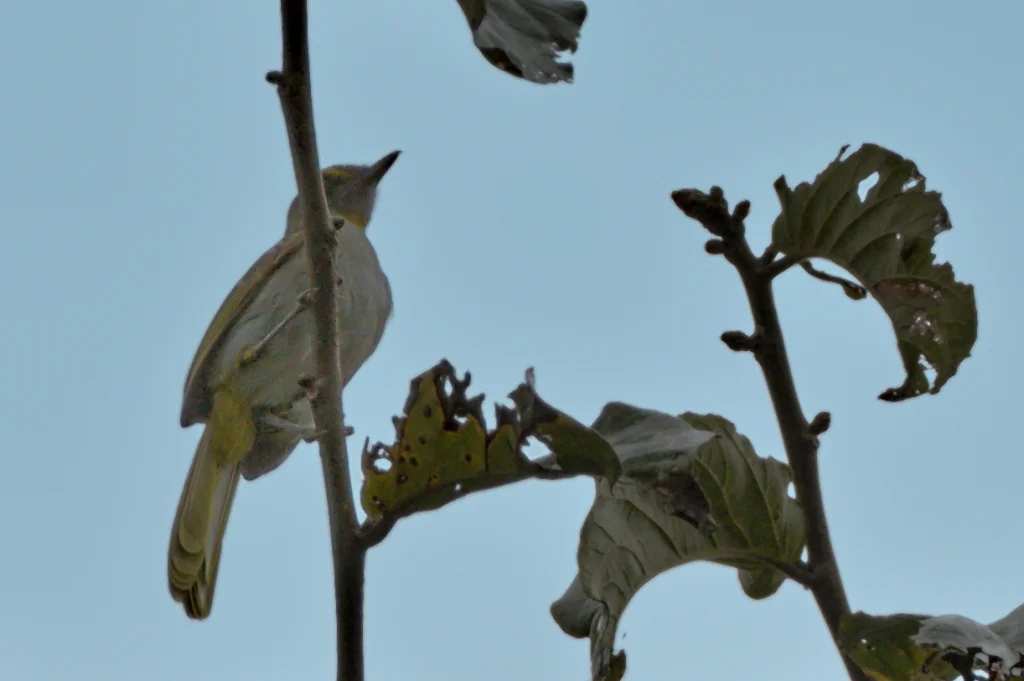 黄喉斗鹎(Nicator vireo)