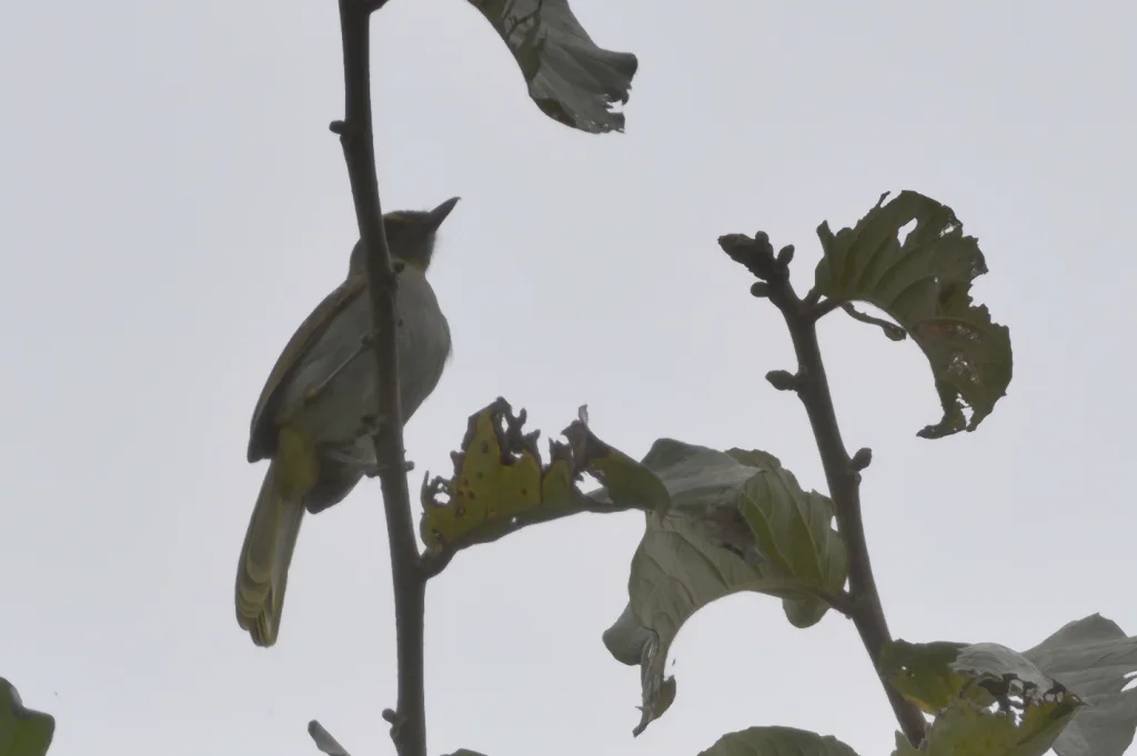 黄喉斗鹎(Nicator vireo)