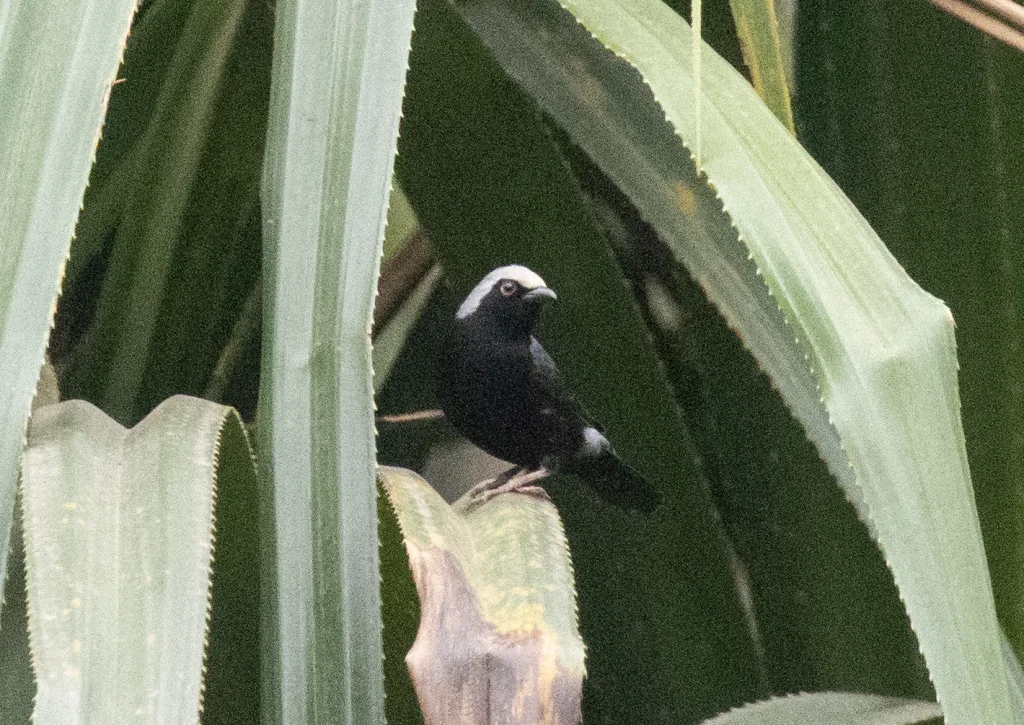 淡额黑雀(Nigrita luteifrons)