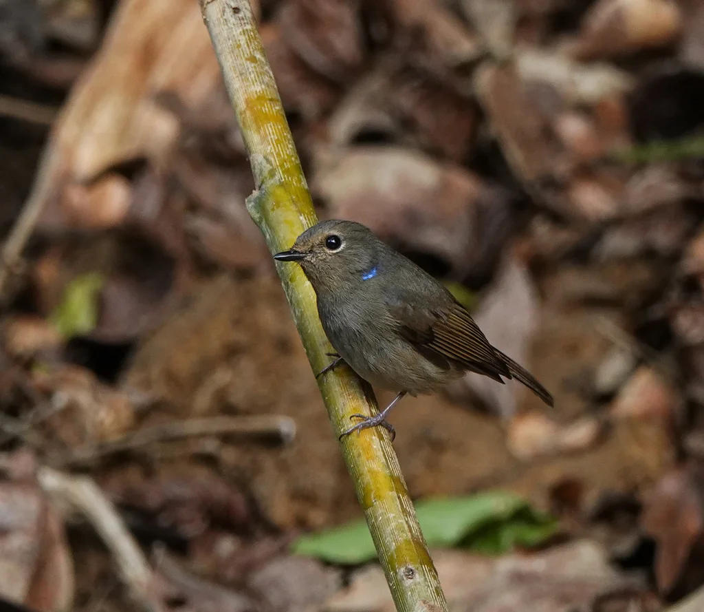 小仙鹟（Niltava macgrigoriae）