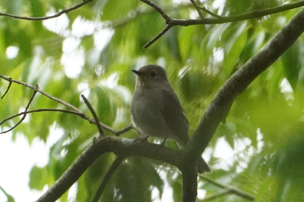 台湾蓝仙鹟(Niltava vivida)