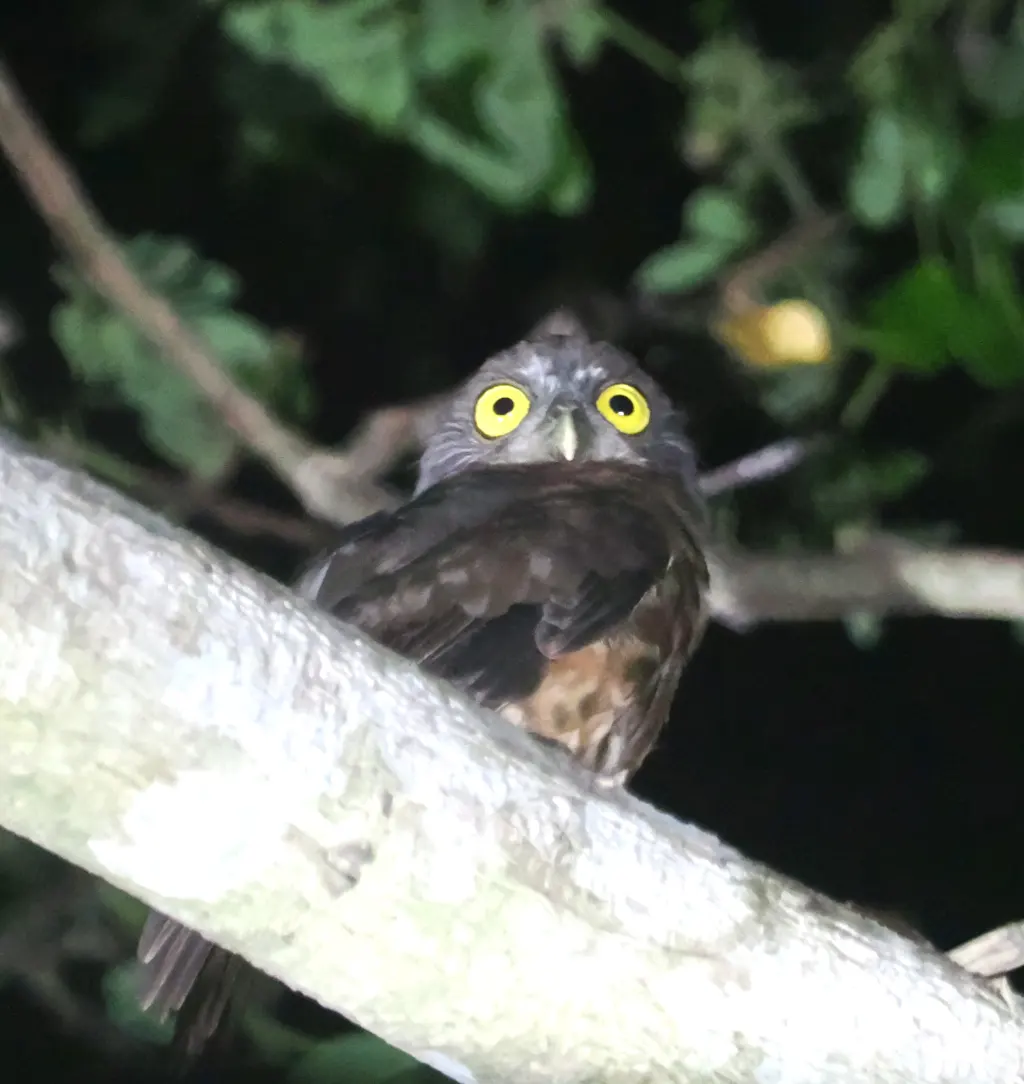 安达曼鹰鸮(Ninox affinis)