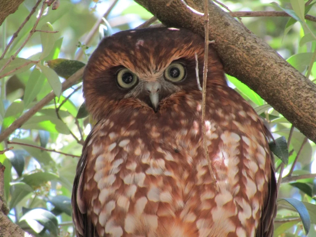 南鹰鸮(Ninox boobook)