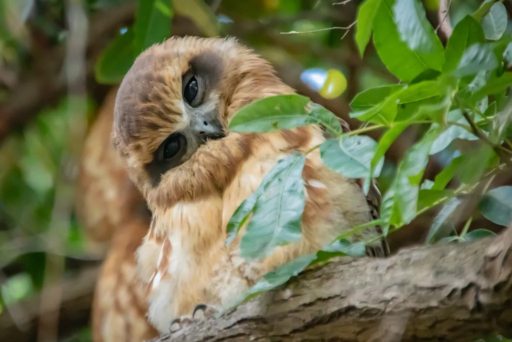 南鹰鸮(Ninox boobook)
