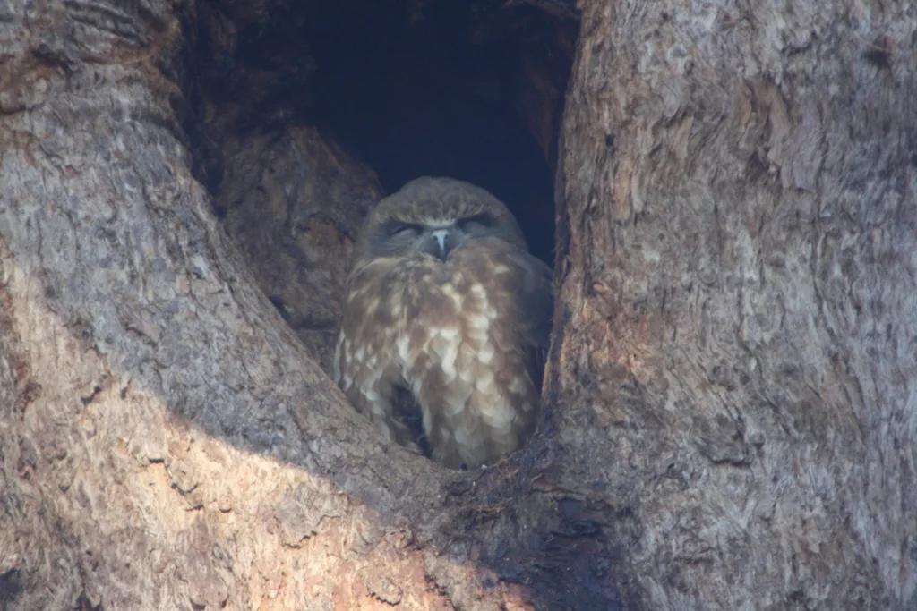南鹰鸮(Ninox boobook)
