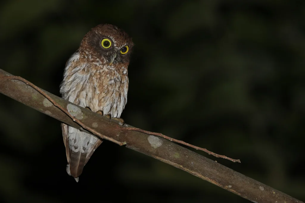 托岛鹰鸮(Ninox burhani)