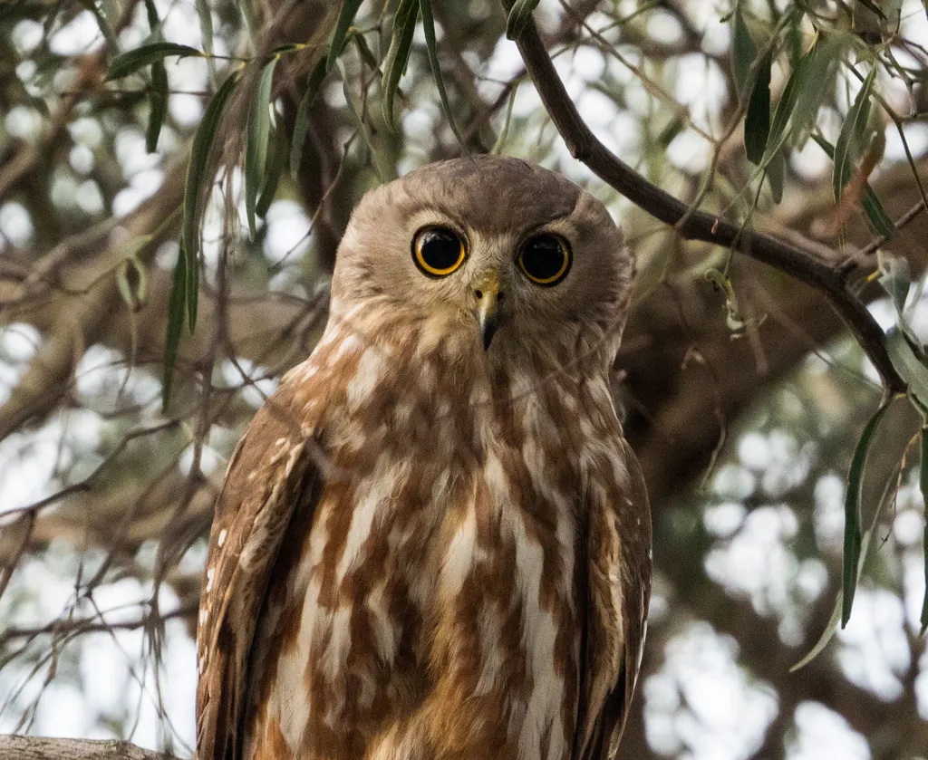 吠鹰鸮（Ninox connivens）