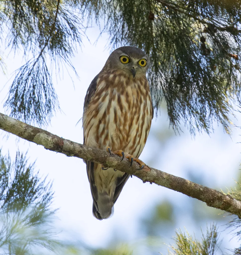 吠鹰鸮（Ninox connivens）