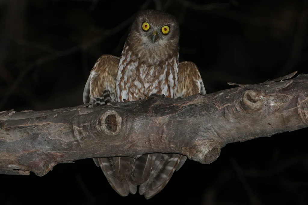 帝汶鹰鸮(Ninox fusca)